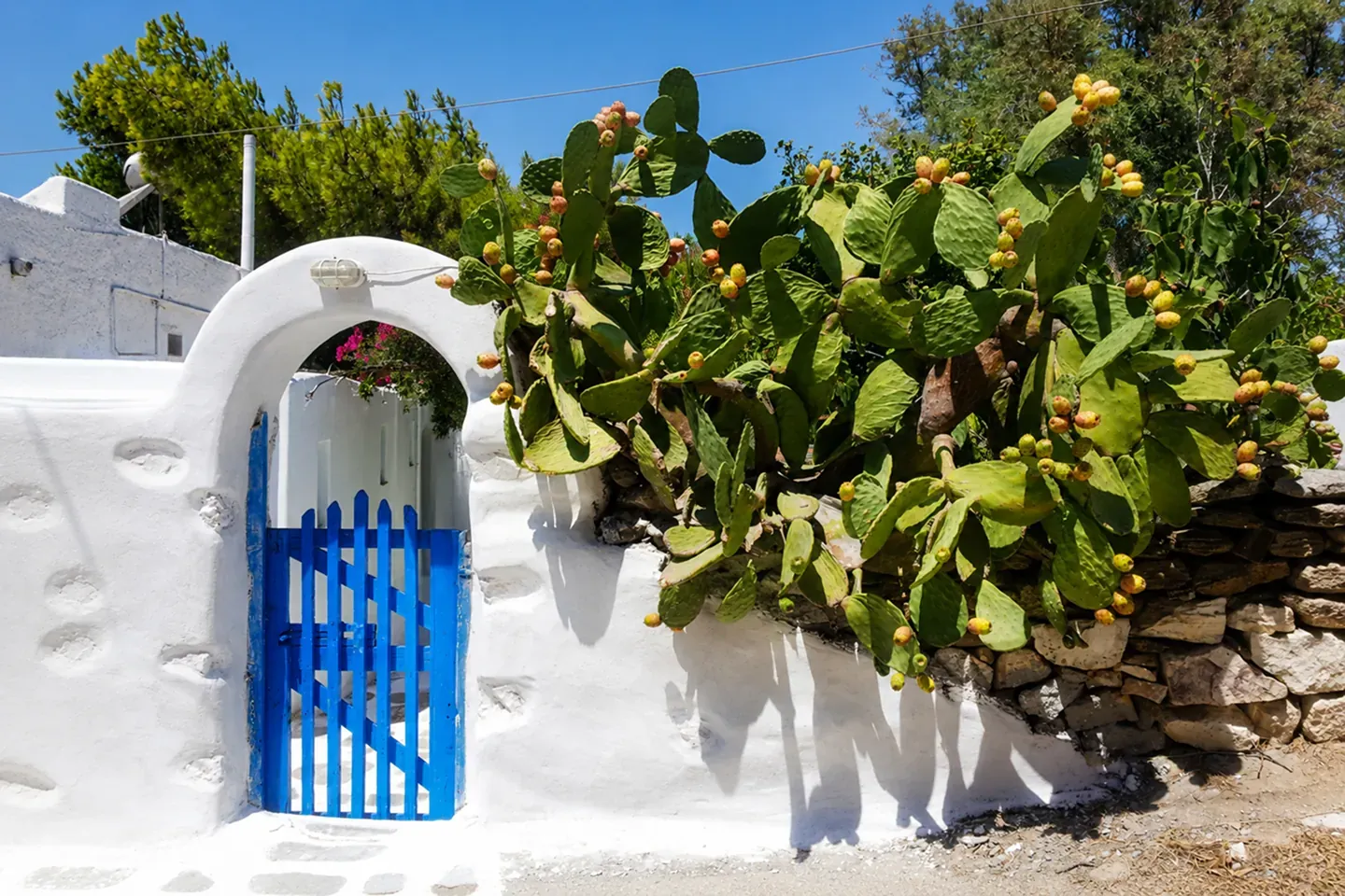 Traditional blue gate with prickly pear cactus in Paros